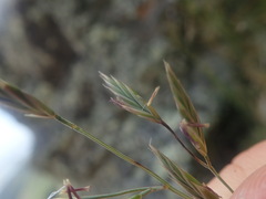 Festuca actae