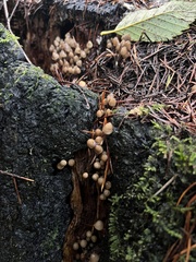 Mycena maculata
