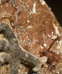 Baseodiscus delineatus