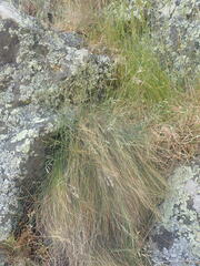 Festuca actae