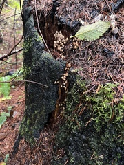 Mycena maculata