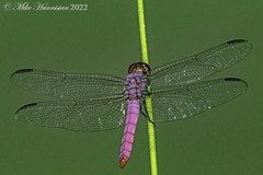 Orthemis ferruginea