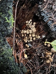 Mycena maculata
