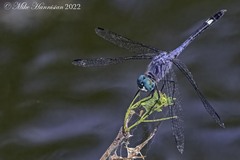 Micrathyria aequalis
