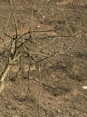 Zonotrichia capensis