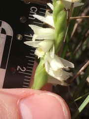Spiranthes longilabris