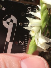 Spiranthes longilabris