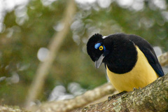 Cyanocorax chrysops