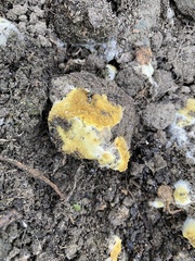 Pycnoporellus alboluteus