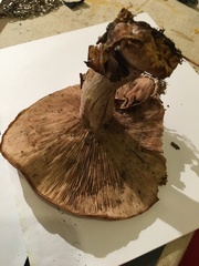 Fungi