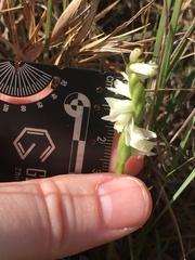 Spiranthes longilabris