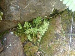 Anogramma leptophylla