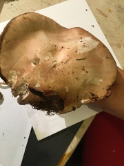 Fungi