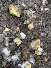 Pycnoporellus alboluteus