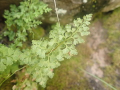 Anogramma leptophylla