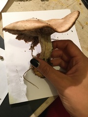 Fungi