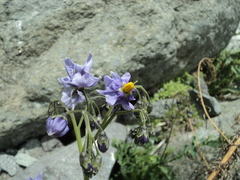 Solanum etuberosum