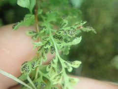 Anogramma leptophylla