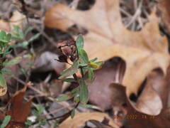 Hypericum hypericoides