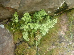 Anogramma leptophylla