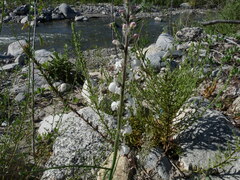 Sairocarpus coulterianus