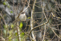 Hemitriccus margaritaceiventer