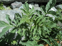 Solanum etuberosum