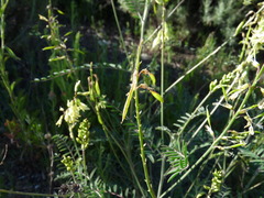 Astragalus trichopodus antisellii