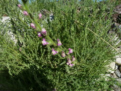 Sairocarpus nuttallianus