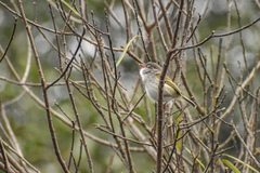 Hemitriccus margaritaceiventer