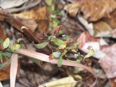 Hypericum hypericoides