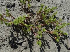 Lastarriaea coriacea