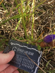 Gentiana catesbaei