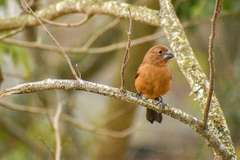 Cyanoloxia brissonii