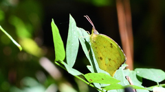 Abaeis salome jamapa