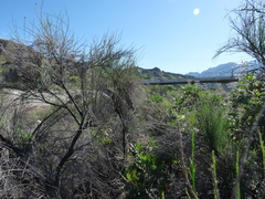 Lepidospartum squamatum