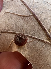 Polystepha symmetrica