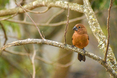 Cyanoloxia brissonii