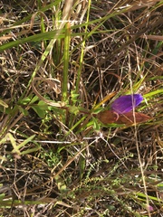 Gentiana catesbaei