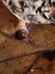 Polystepha symmetrica