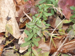 Hypericum hypericoides