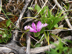 Polygaloides paucifolia