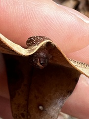 Polystepha symmetrica