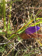 Gentiana catesbaei
