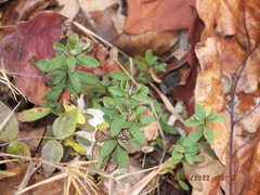 Hypericum hypericoides