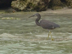 Egretta sacra albolineata