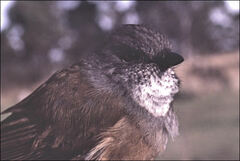 Pachycephala olivacea