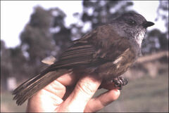 Pachycephala olivacea