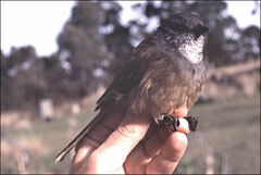 Pachycephala olivacea