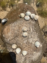 Bembicium nanum